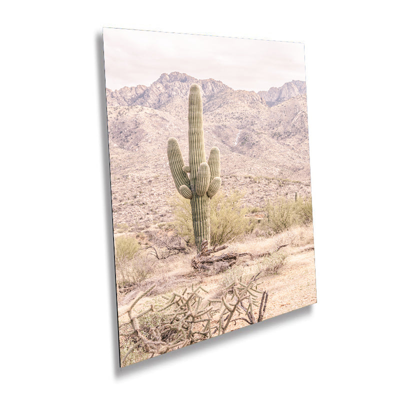 Saguaro Cactus: Catalina Mountains Arizona Southwestern Wall Art