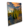 Serenade of Spines: Organ Pipe Cactus National Monument Desert Sanctuary Wall Art Photography