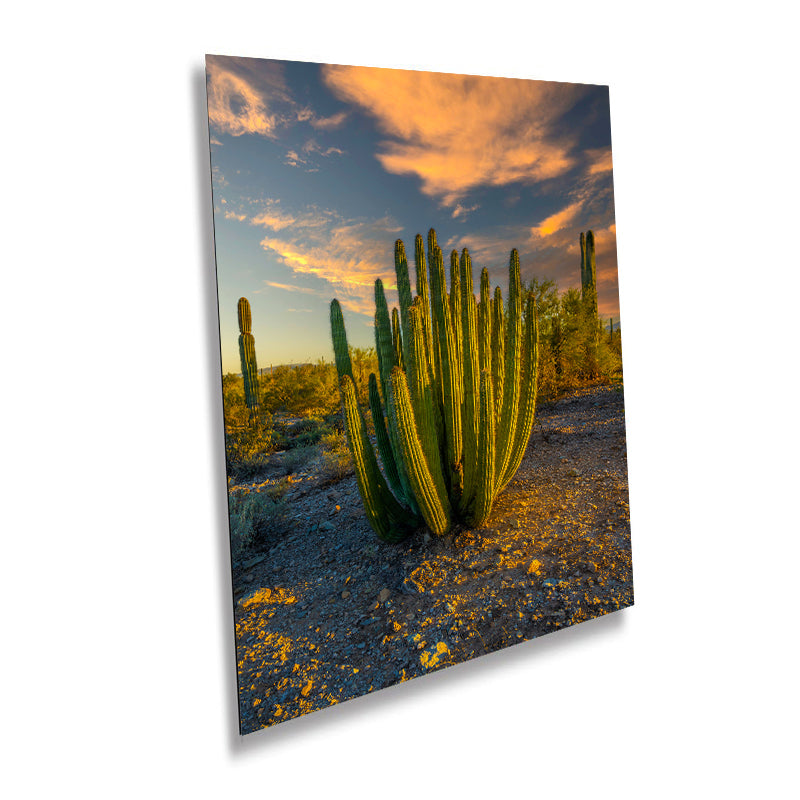 Serenade of Spines: Organ Pipe Cactus National Monument Desert Sanctuary Wall Art Photography