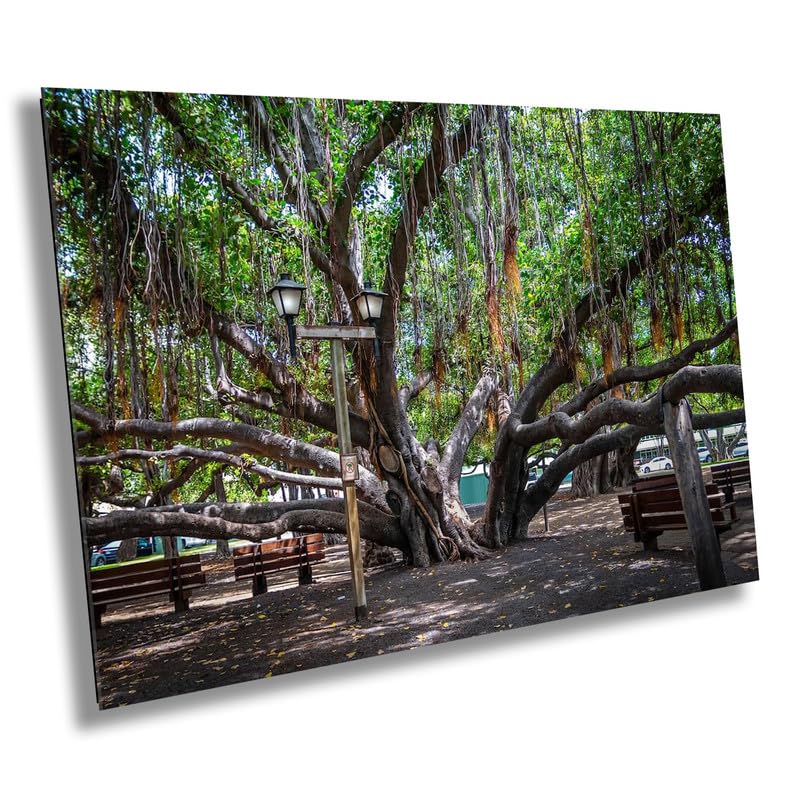Shade of Serenity: Laihana Hawaii Banyan Tree Photography Maui Nature Print