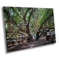 Shade of Serenity: Laihana Hawaii Banyan Tree Photography Maui Nature Print