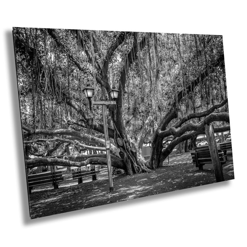 Shade of Serenity: Lahaina Banyan Tree Print Maui Hawaii Black and White