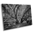 Shade of Serenity: Lahaina Banyan Tree Print Maui Hawaii Black and White