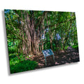 Maui Banyan Tree Print: Haleakala National Park.