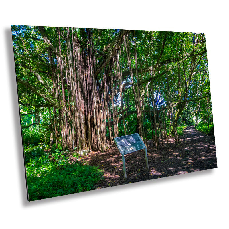 Maui Banyan Tree Print: Haleakala National Park.