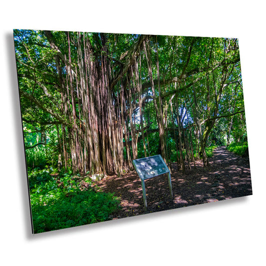 Soulful Shadows: Banyan Tree in Haleakala National Park Photography Maui Nature Canvas Print Hawaii Landscape