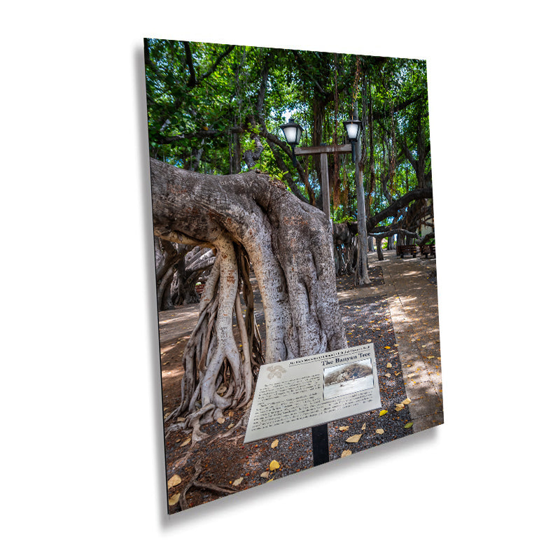The Lahaina Banyan Tree: Hawaii's Historical Tree Photography Maui Wall Art Hawaii
