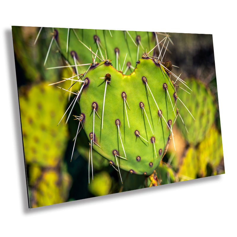 Heart Cactus: Saguaro National Park Southwestern Photography Wall Art
