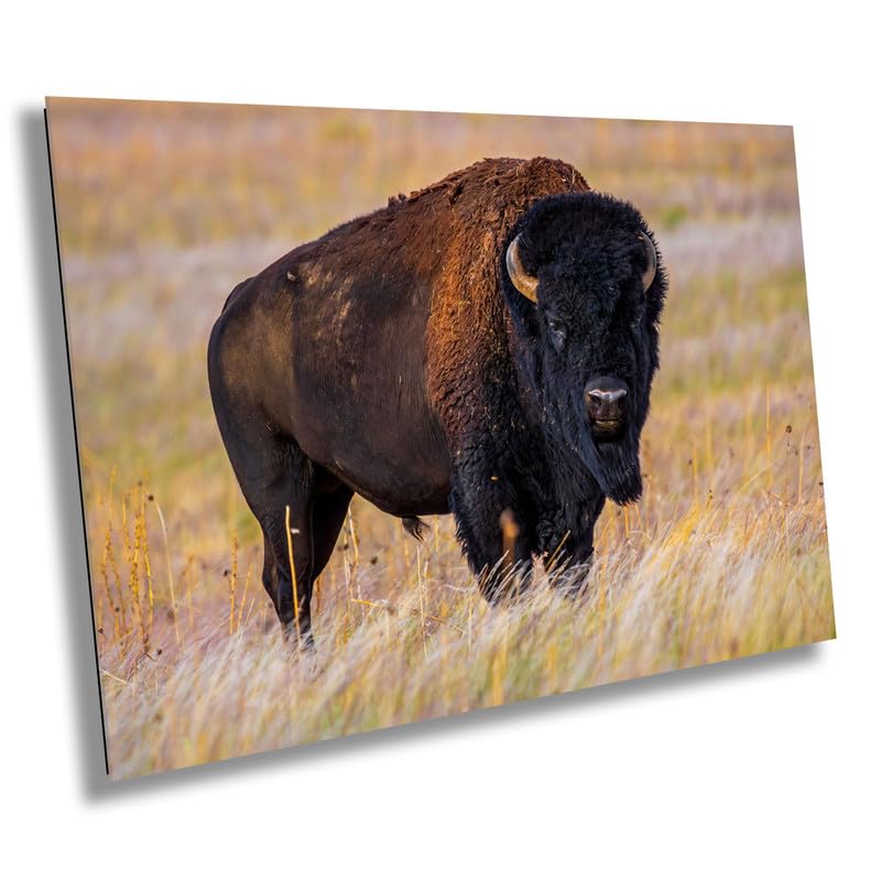 Bison Photography Print: Antelope Island State Park Wildlife Canvas Art