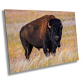 Bison Photography Print: Antelope Island State Park Wildlife Canvas Art