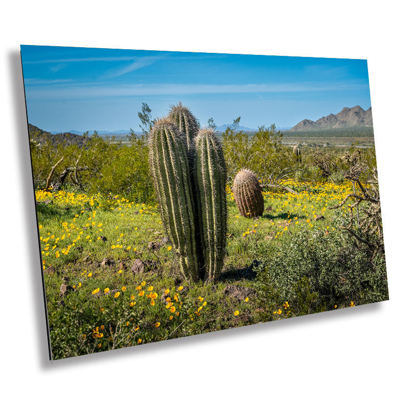 Saguaro Cactus Arizona Desert Landscape Photography Wall Art