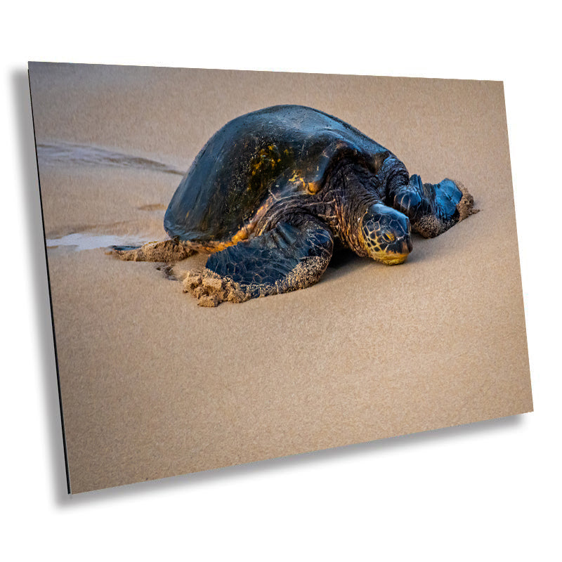 Turtle Serenity: Maui Hawaii Sea Photography Wall Art Ocean Wildlife Print