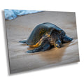 Hawaii Sea Turtle Photo Print: Ocean Wildlife Wall Art