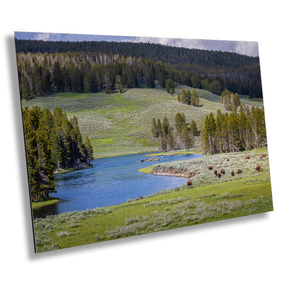 Yellowstone Bison Photography Print: Hayden Valley Wildlife