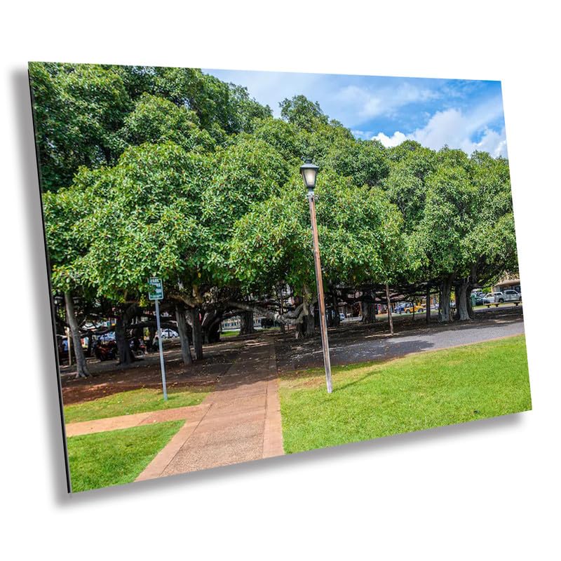 Lahaina Banyan Tree Photography: Maui Hawaii Landscape Wall Art Print