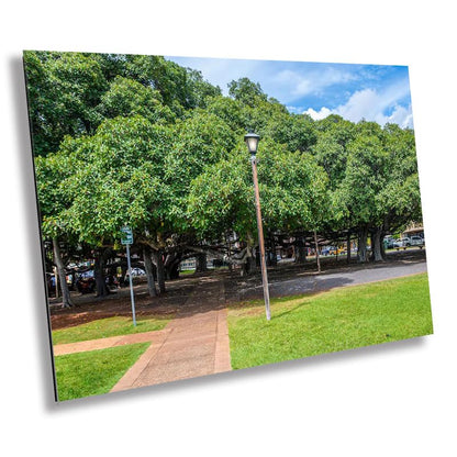 Lahaina Banyan Tree Photography - Maui Landscape Art | Giant Tree Wall Decor