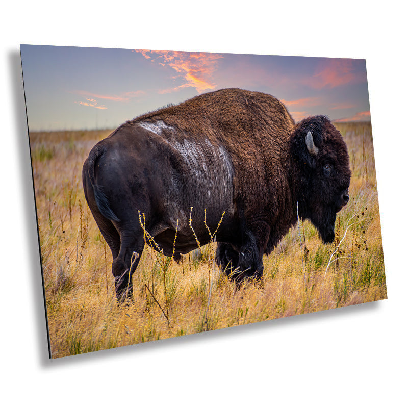 Bison Canvas Print: Antelope Island State Park Wildlife Photography