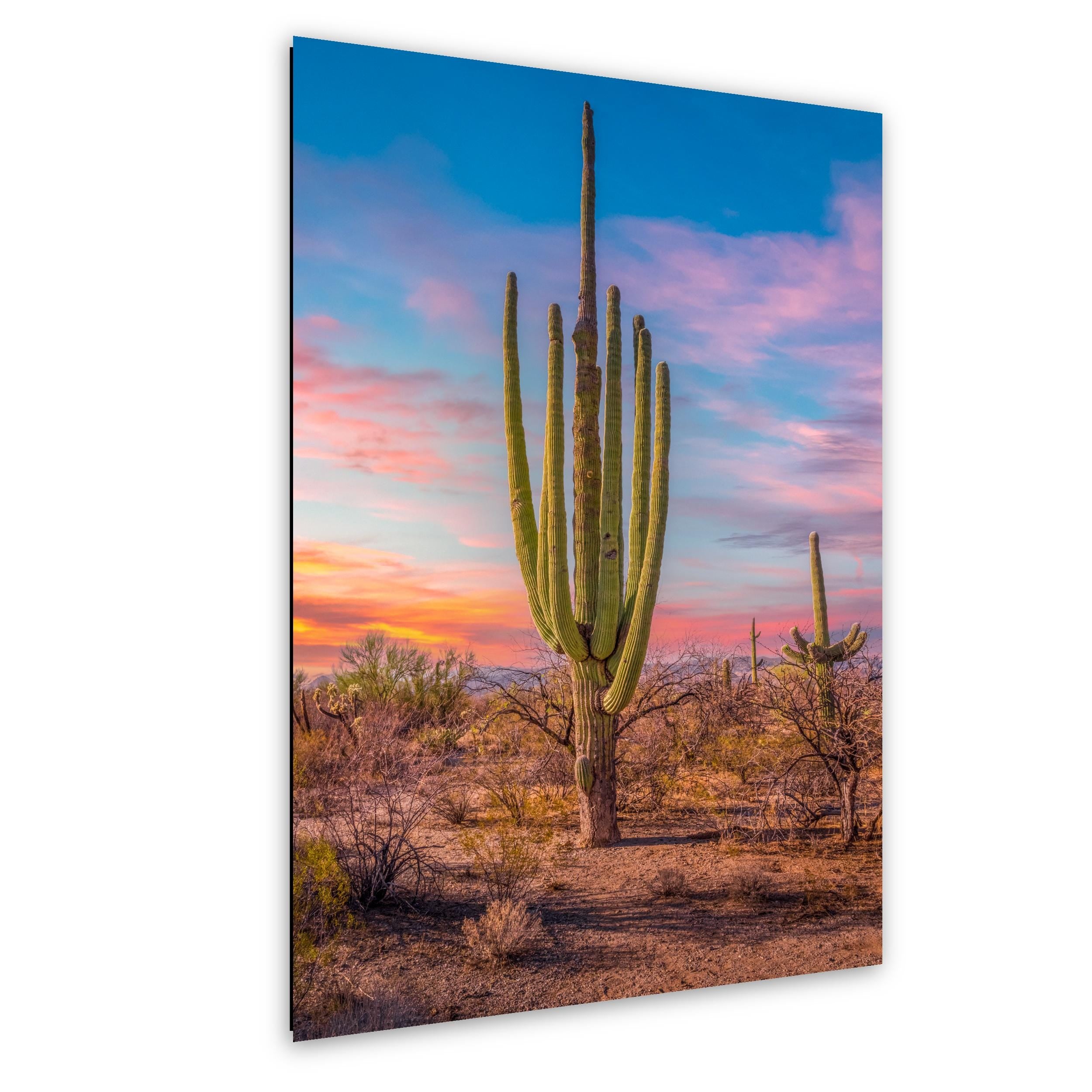 Multi-arm saguaro cactus at sunset in the Sonoran Desert with colorful Arizona sky