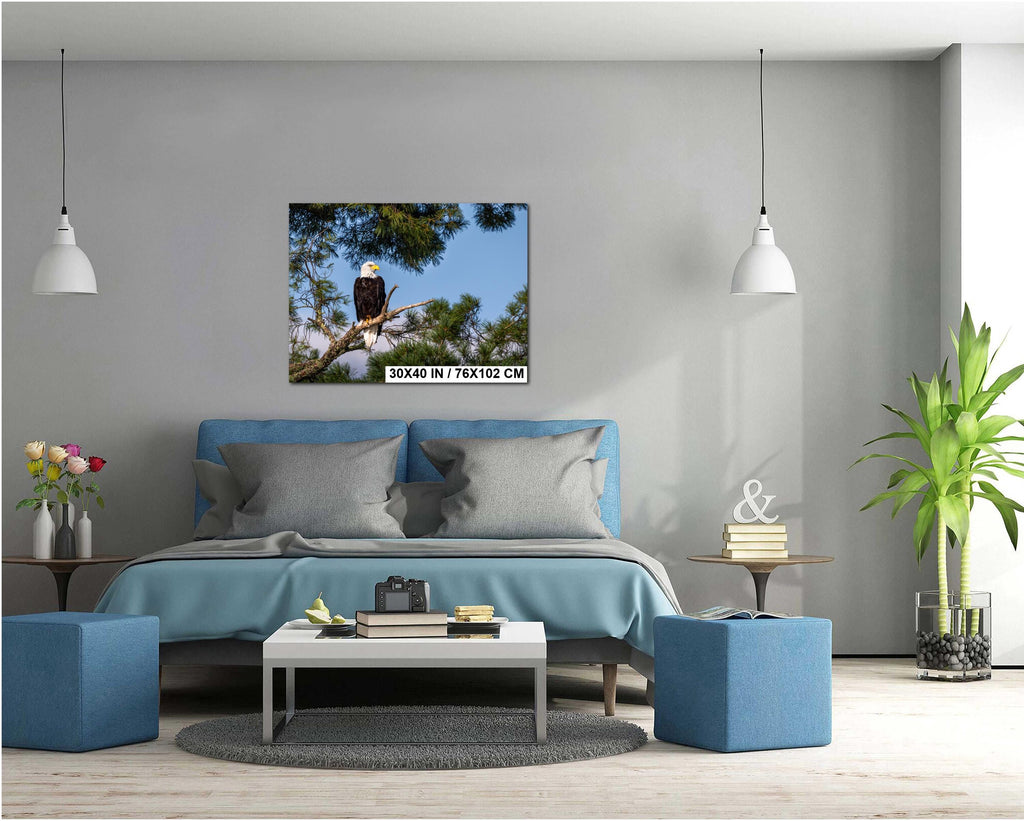 Bald Eagle Photography Print: Voyageurs National Park, Wildlife Art