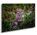Burrowing Owl Amid Blossoms and Grass – Cape Coral’s Feathered Star The Americas Print Wall Art Photography Aluminum/Acrylic/Metal/Canvas