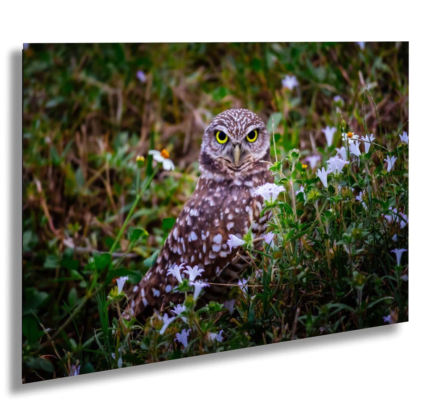 Burrowing Owl Amid Blossoms and Grass – Cape Coral’s Feathered Star The Americas Print Wall Art Photography Aluminum/Acrylic/Metal/Canvas