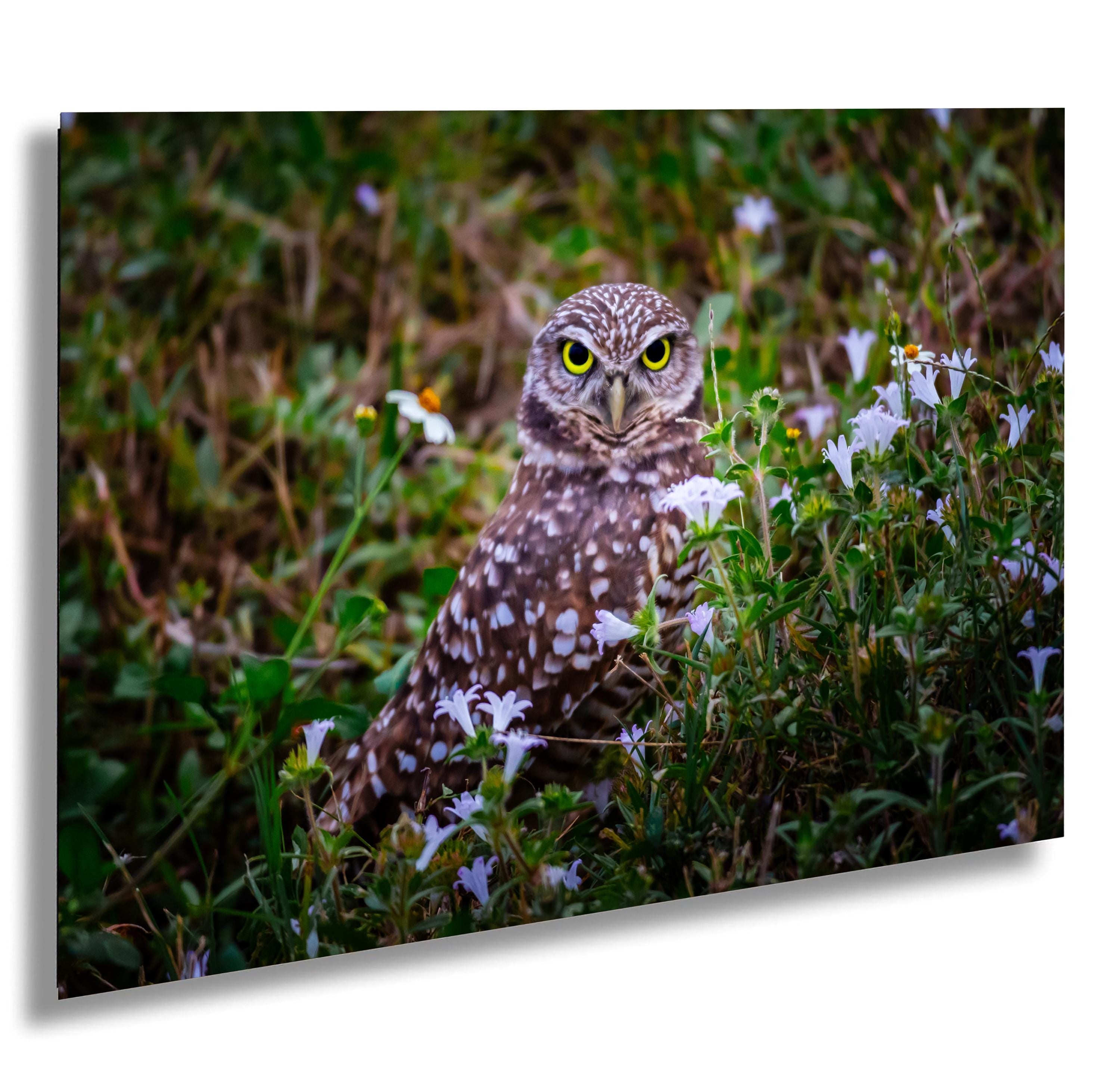 Burrowing Owl Amid Blossoms and Grass – Cape Coral’s Feathered Star The Americas Print Wall Art Photography Aluminum/Acrylic/Metal/Canvas