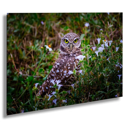 Burrowing Owl Amid Blossoms and Grass – Cape Coral’s Feathered Star The Americas Print Wall Art Photography Aluminum/Acrylic/Metal/Canvas