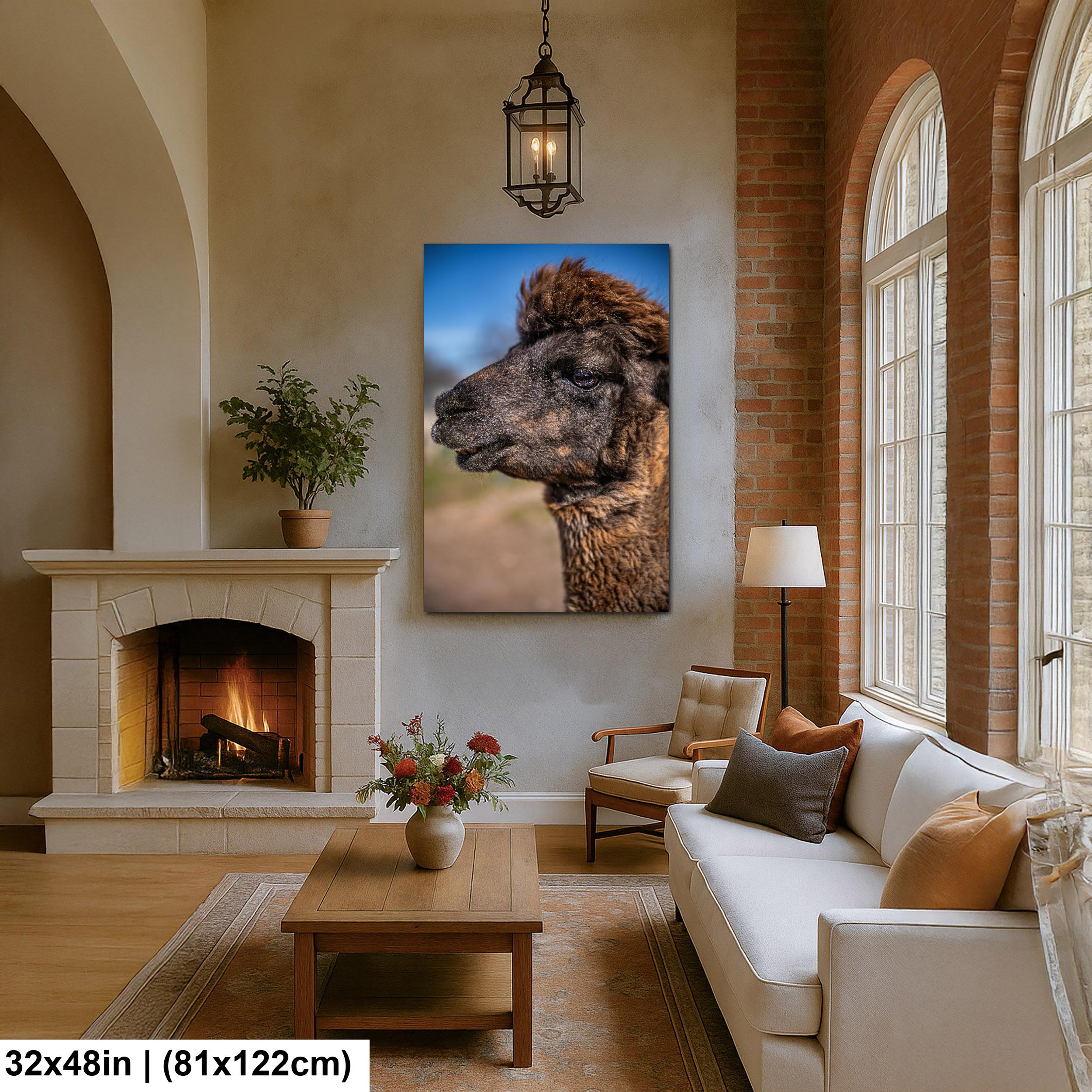 Brown Alpaca Portrait, Tucson Arizona, Photography Print Wall Art