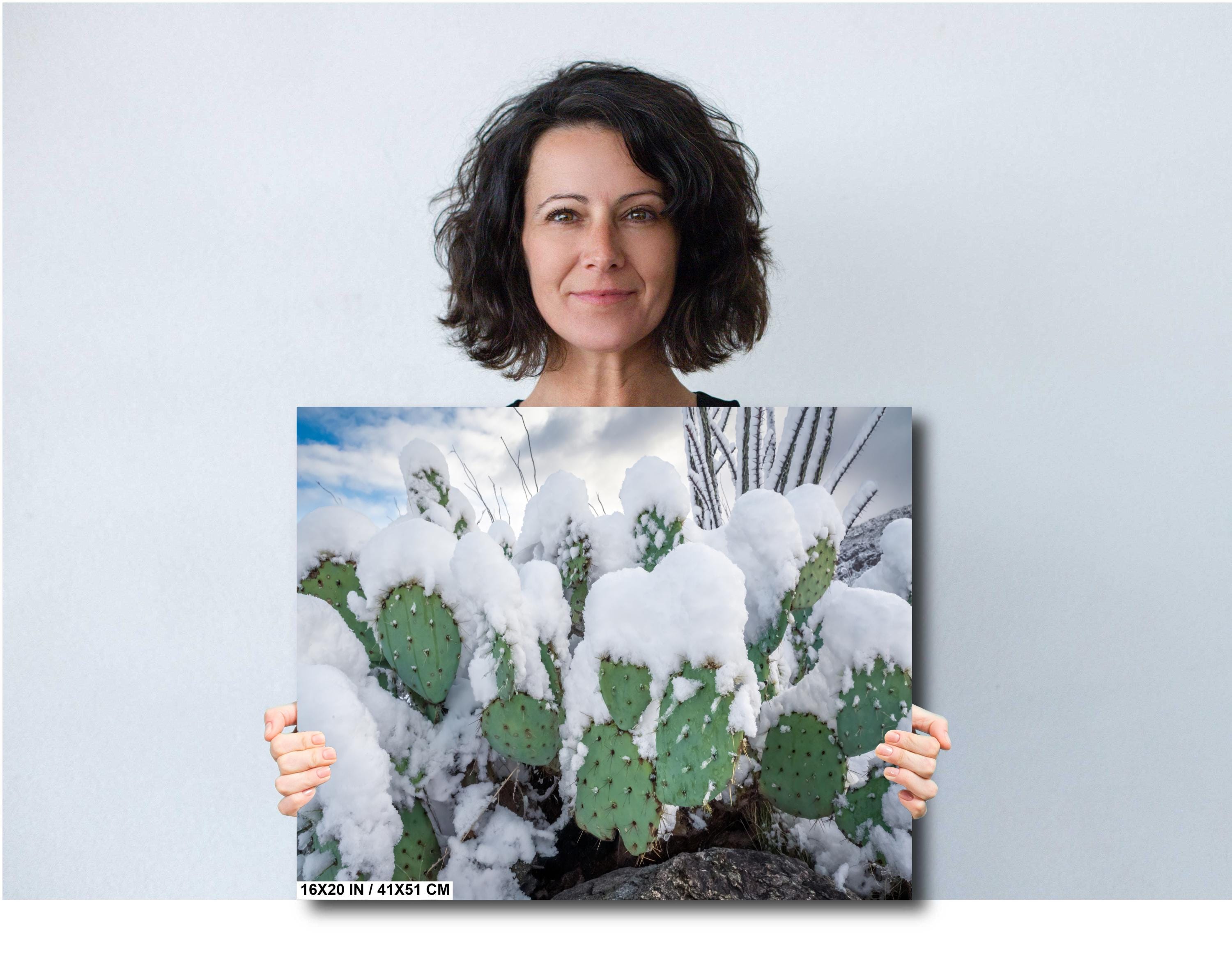 Snow-covered prickly pear cacti in Saguaro National Park during a rare winter snowfall.