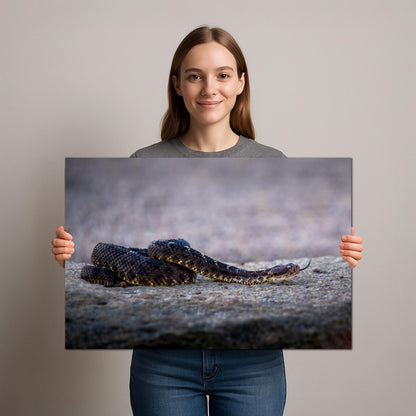 Black Rattlesnake Print - Arizona Desert Wildlife Art | Fine Canvas Wall Decor