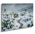 Snowy Saguaro Cactus Print: Tucson Arizona Winter Desert Photography