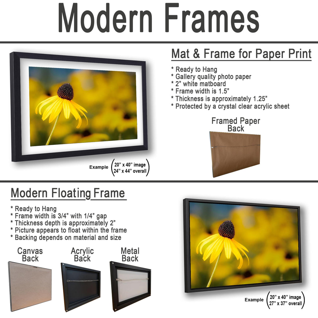 Sunlit Petals: Black-Eyed Susans Yellow Floral Photography Wall Art