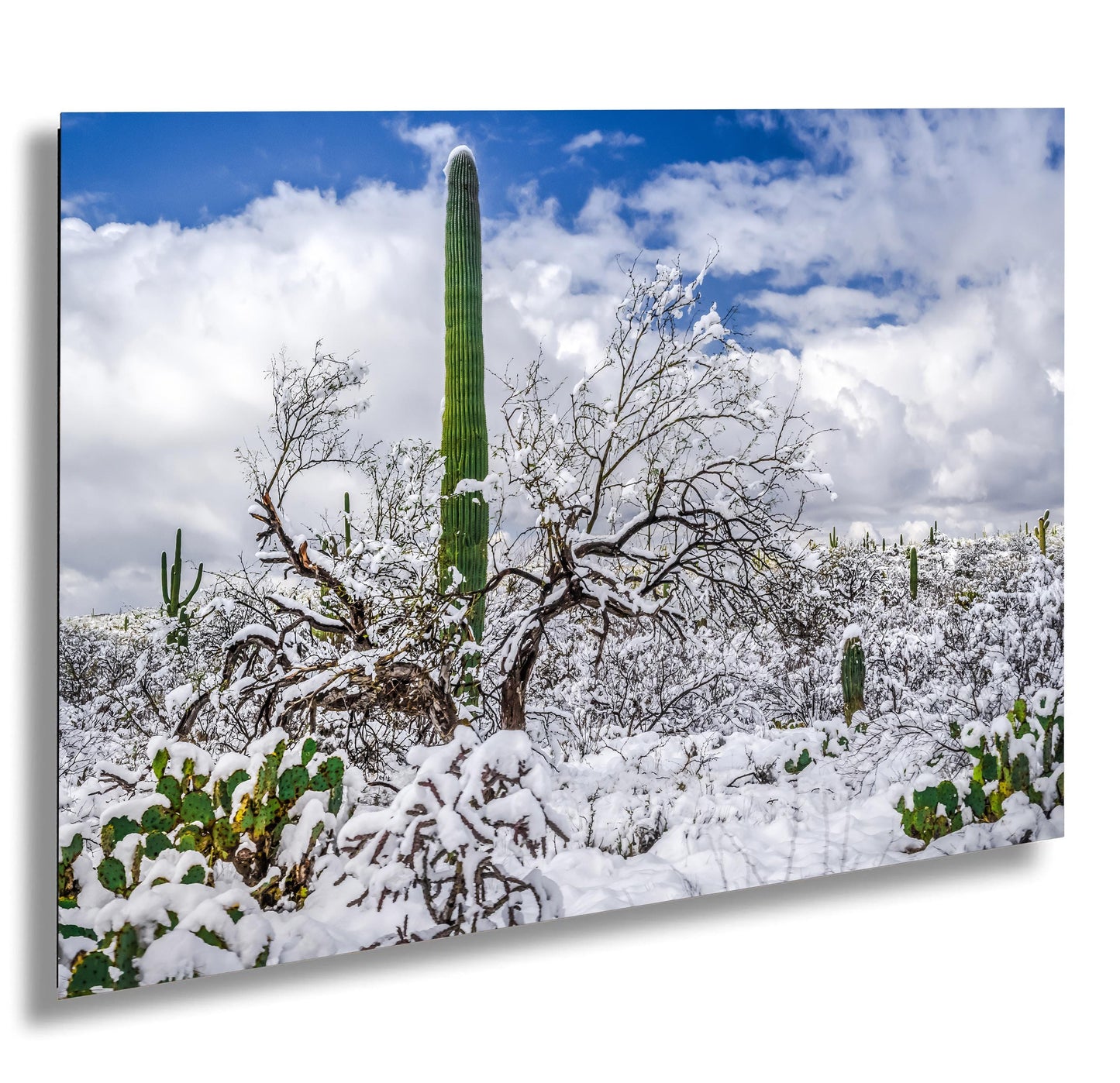 Saguaro Desert Wall Art – Winter Cactus Print | Tucson Arizona Snow Scene Decor