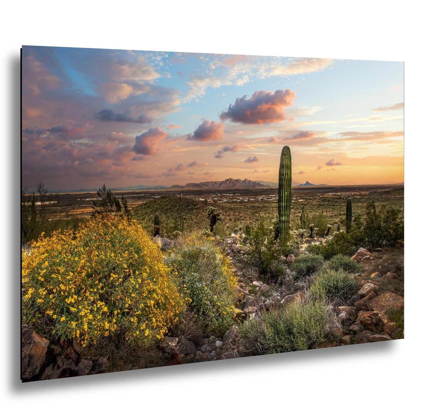Arizona Sunset Overlook with Saguaros and Wildflowers - Casa Grande Sonoran Desert Photography Print