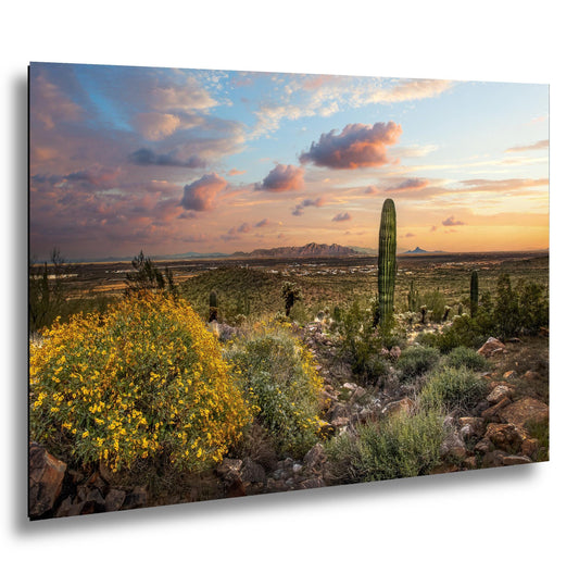 Arizona Sunset Overlook with Saguaros and Wildflowers - Casa Grande Sonoran Desert Photography Print