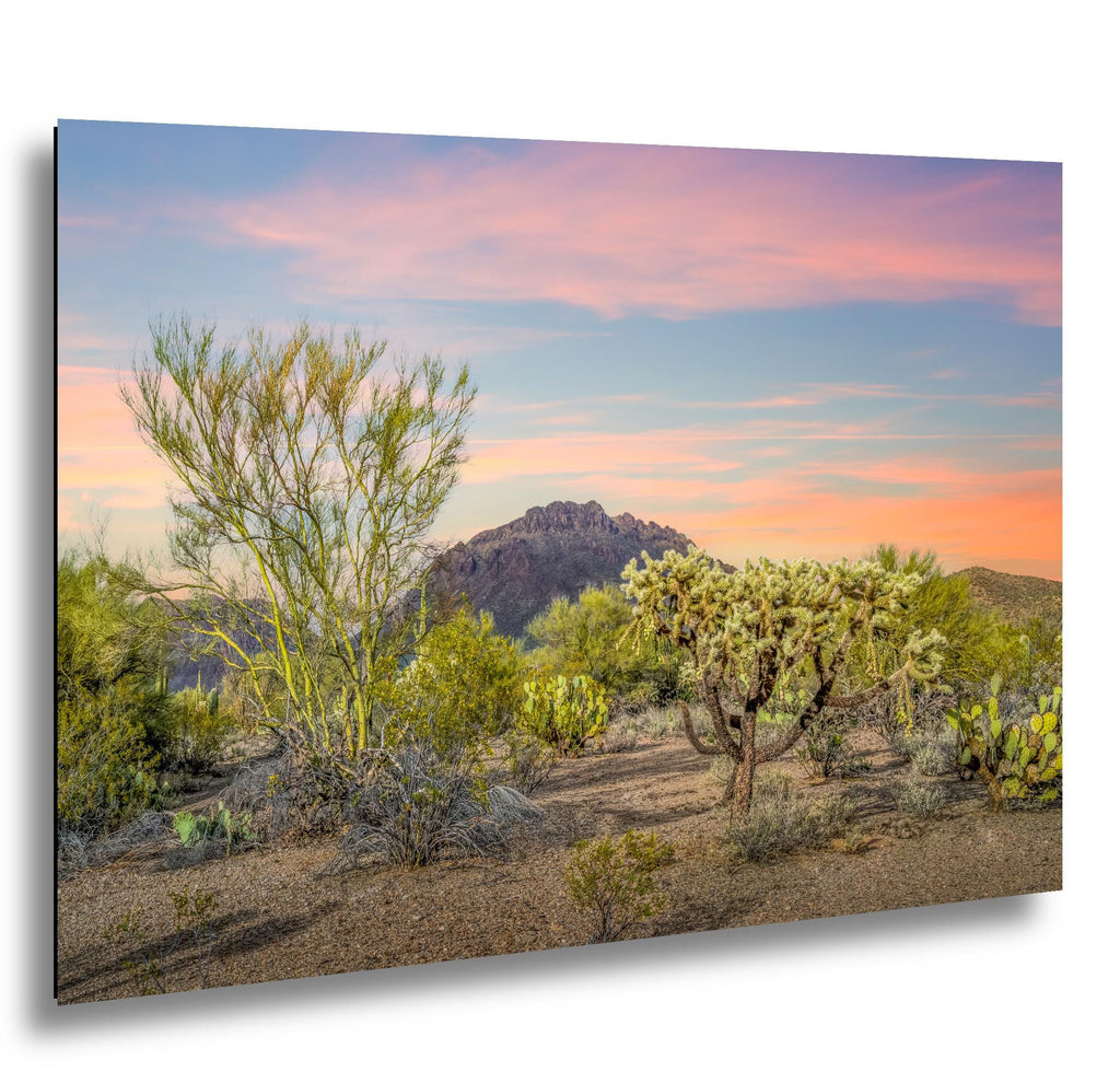 Cholla Cactus Sunset with Mountain View, Tucson Arizona Photography Print