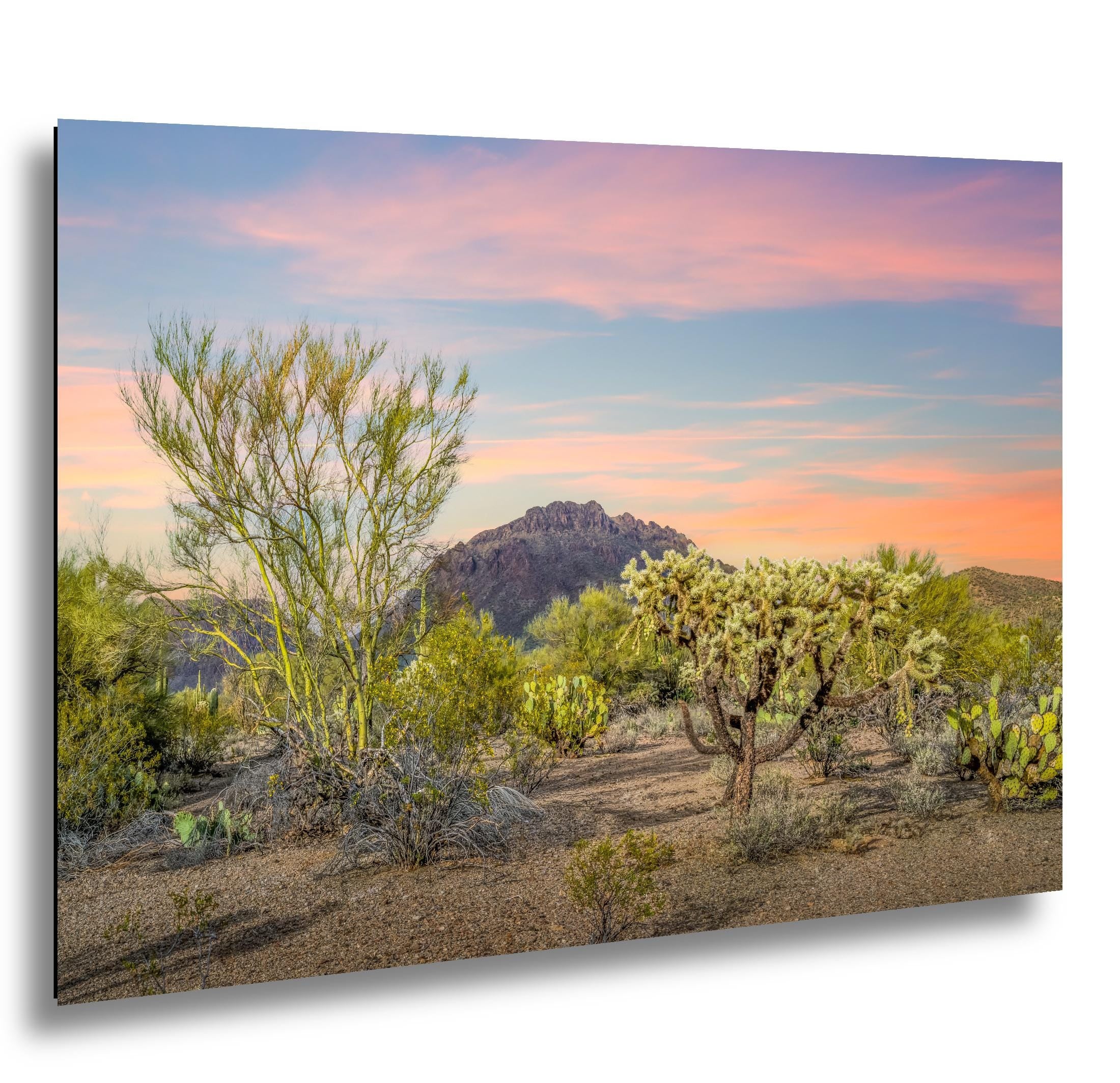 Cholla Cactus Sunset with Mountain View, Tucson Arizona Photography Print