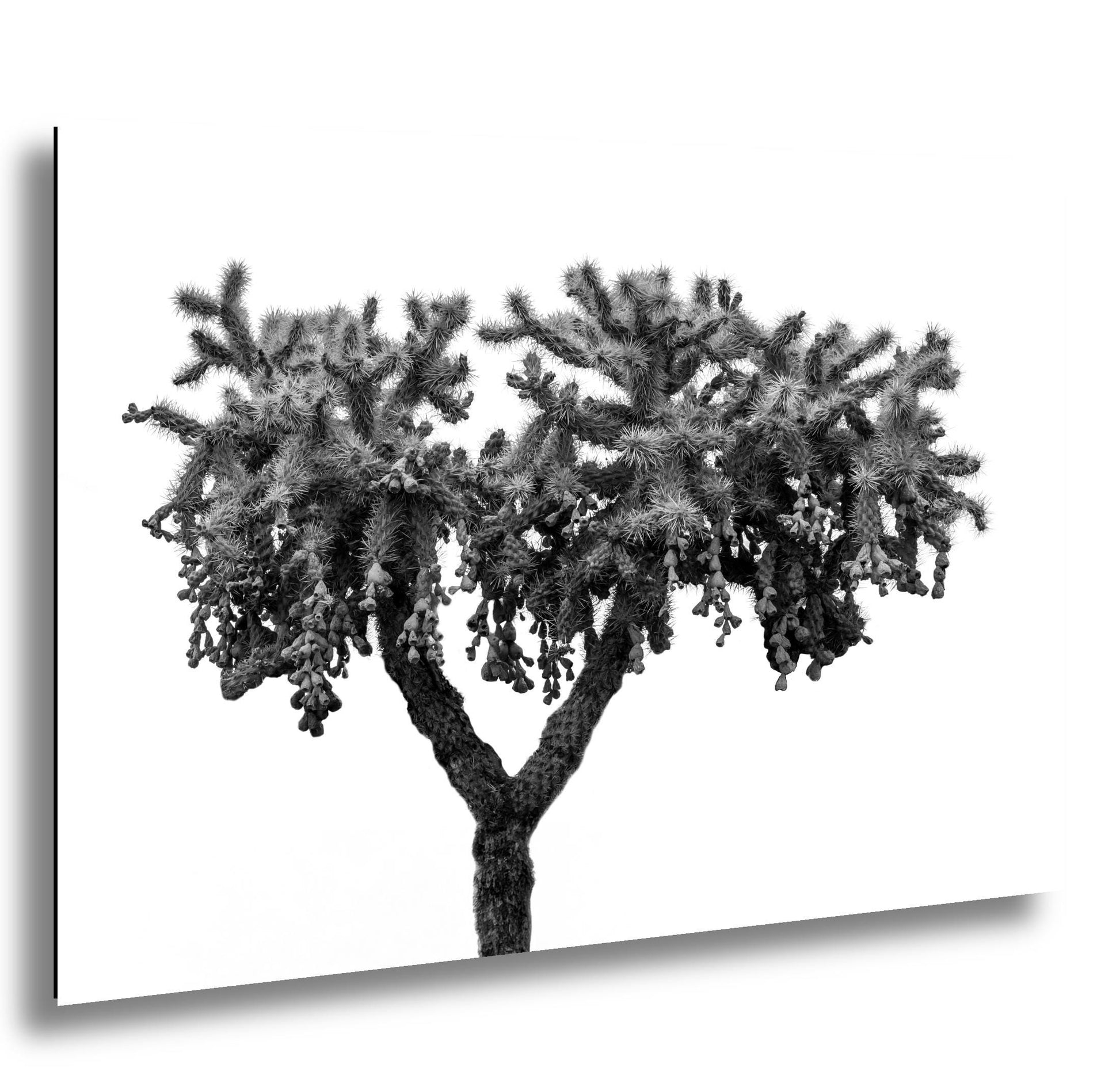 Black and white image of a tree with a white background