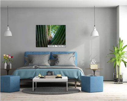 Mourning Dove in Saguaro Cactus Nest Arizona Desert Wildlife