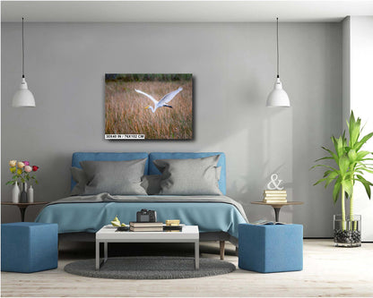 Everglades Egret In Flight: Great White Egret Everglades National Park Florida Print Wall Art Photography Aluminum/Acrylic/Metal/Canvas