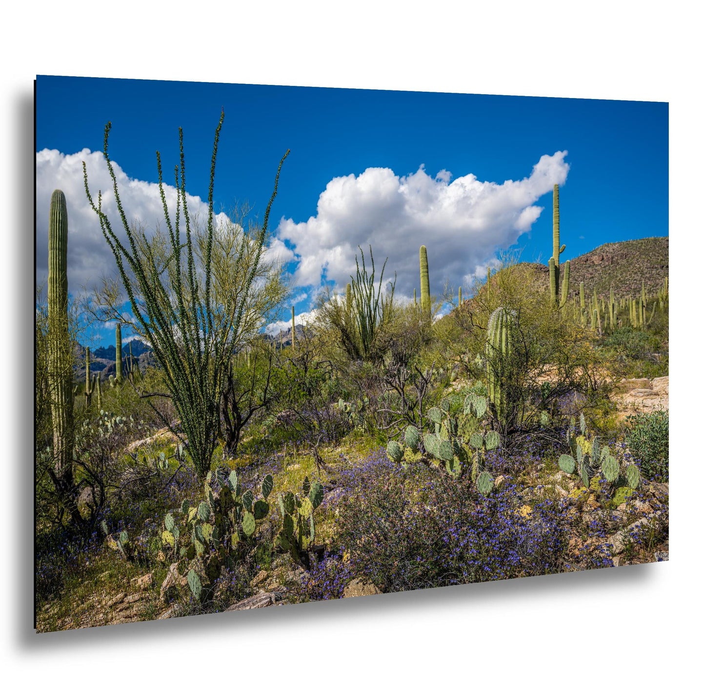 Sonoran Desert Spring Wildflowers with Saguaros - Sabino Canyon Tucson Arizona Photography Print