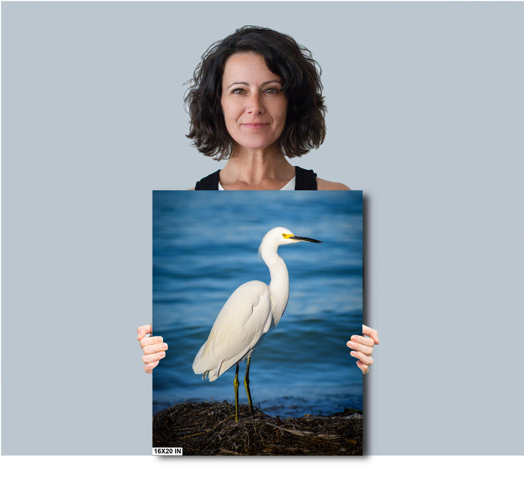 Pure As Driven Snow: Snowy Egret on the Shores of Anna Maria Florida Print Wall Art Seascape Bird Photography Aluminum/Acrylic/Metal/Canvas