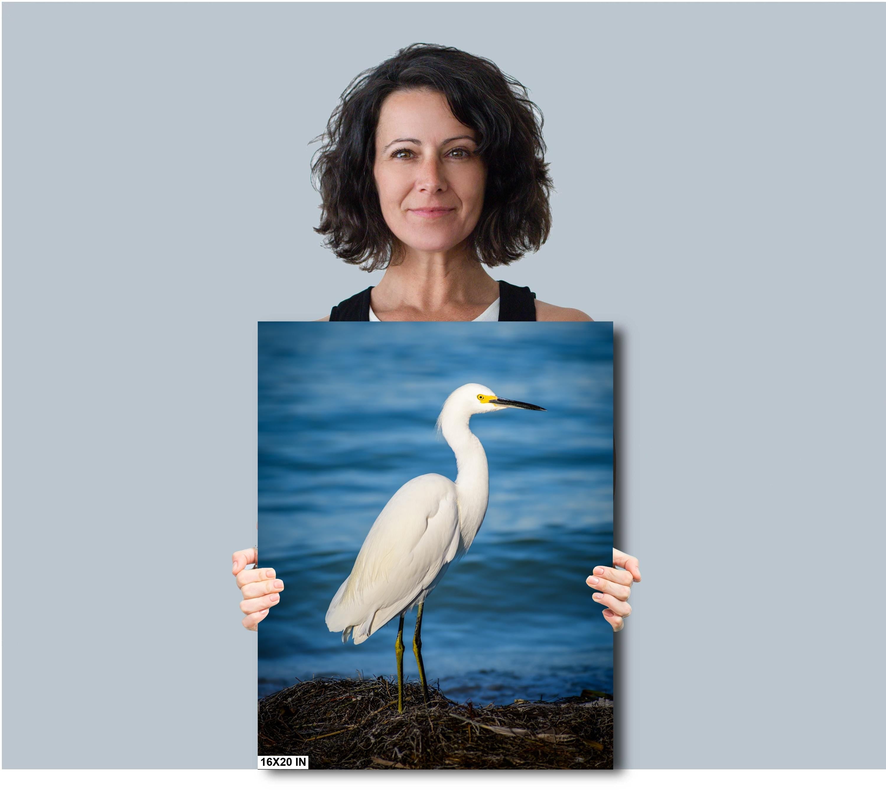 Pure As Driven Snow: Snowy Egret on the Shores of Anna Maria Florida Print Wall Art Seascape Bird Photography Aluminum/Acrylic/Metal/Canvas