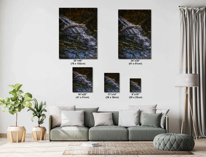 Baby Crock, doo, doo, doo, doo: American Alligator Everglades National Park Florida Print Wall Art Photography Aluminum/Acrylic/Metal/Canvas