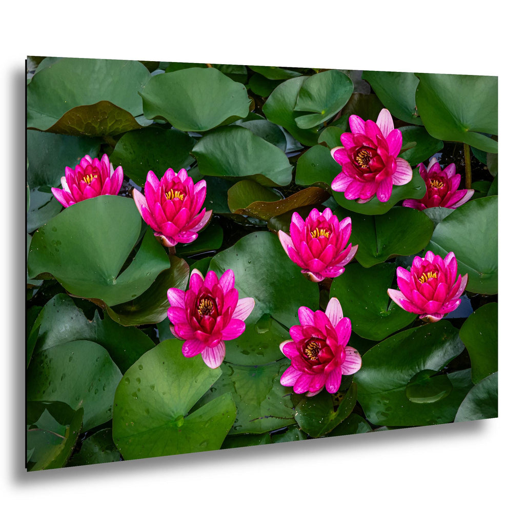 Magenta Blooms: Nymphaea Water Lilies Botanical Photography Wall Art