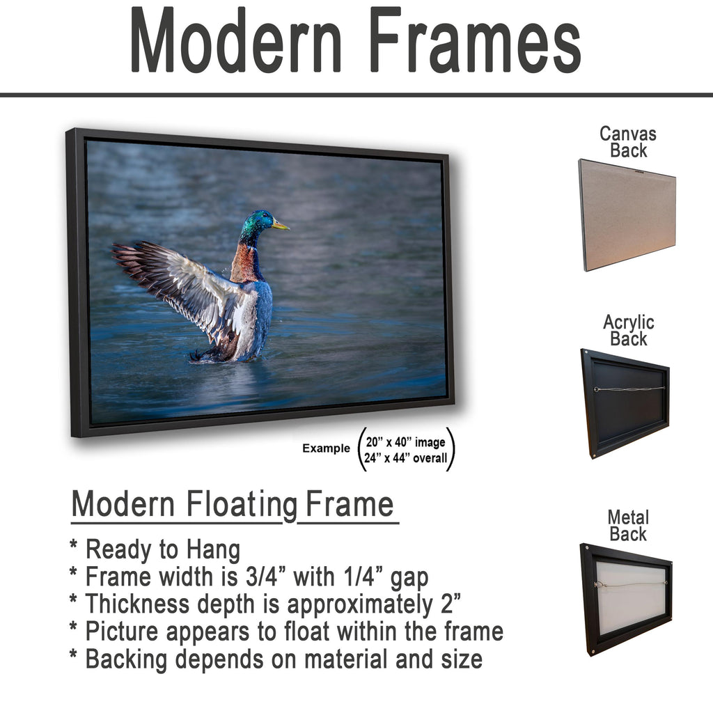 Winged Display: Mallard Duck Tucson Arizona Photography Wall Art
