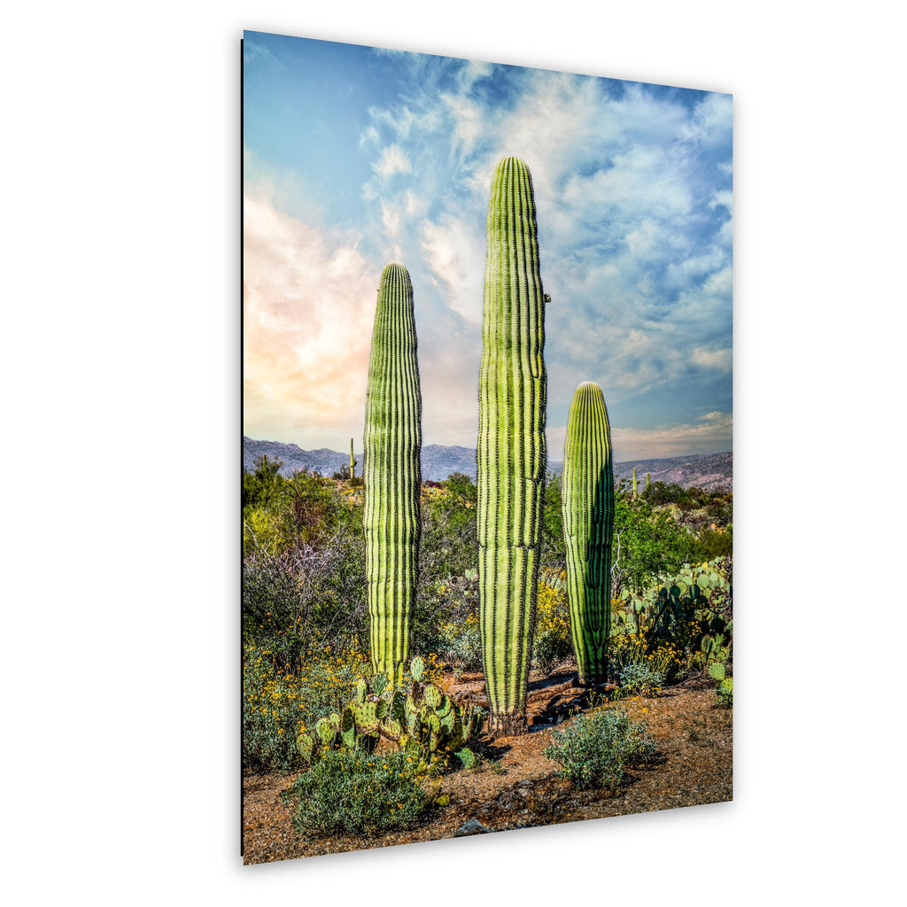 Towering Saguaros and Desert Sky, Saguaro National Park Tucson Arizona Photography Print