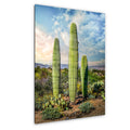 Towering Saguaros and Desert Sky, Saguaro National Park Tucson Arizona Photography Print