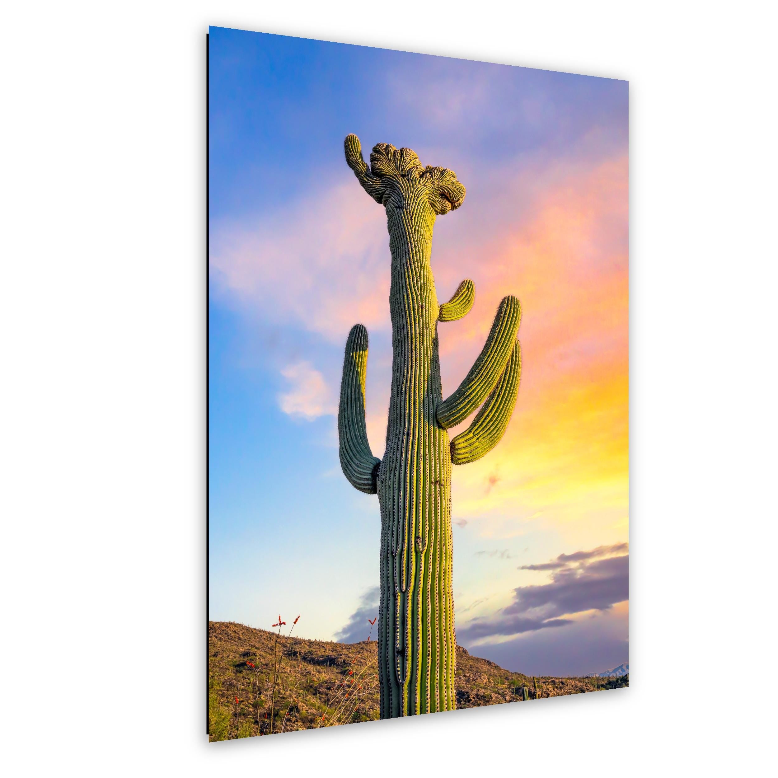 Saguaro Cactus at Sunset - Saguaro National Park East Tucson Arizona Photography Print