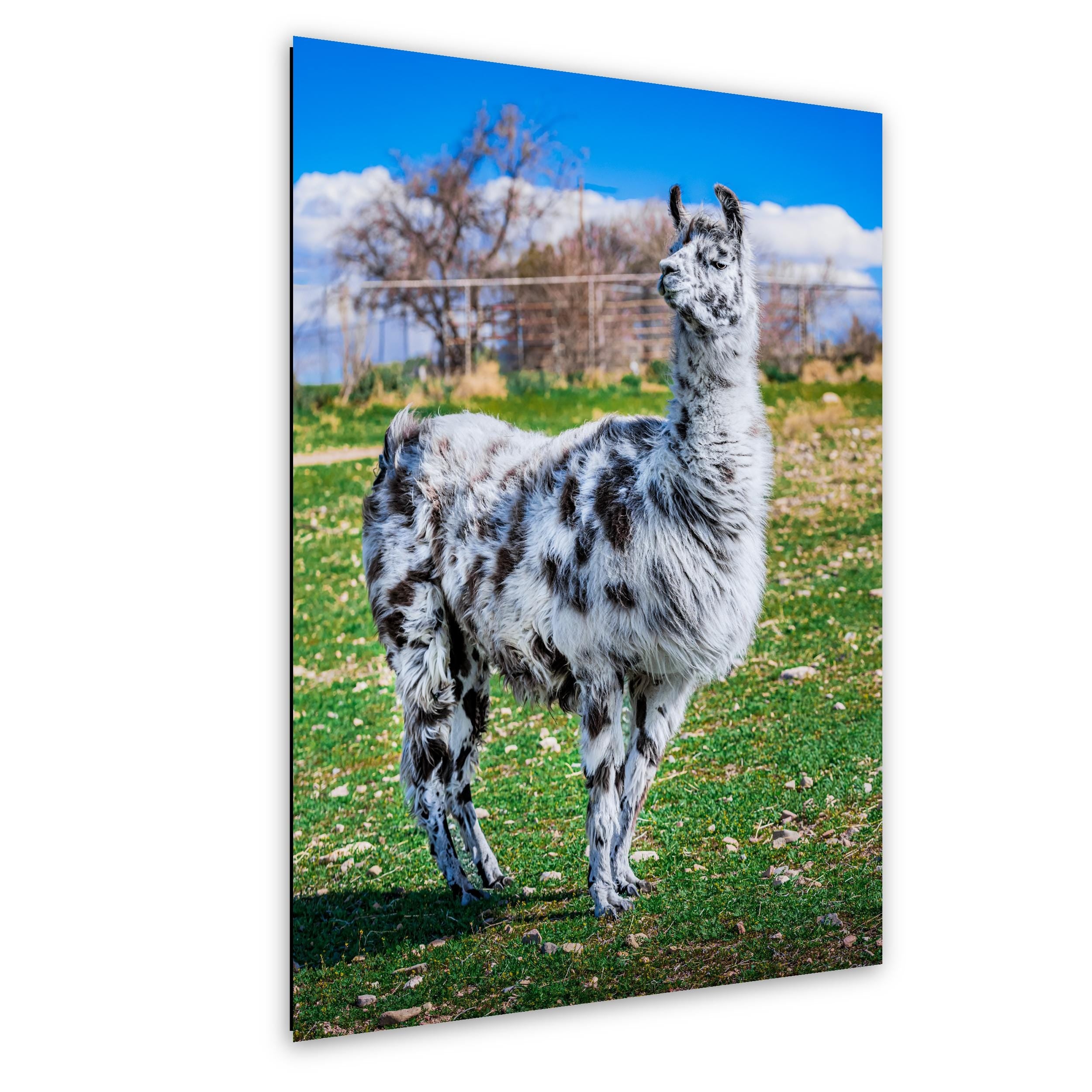 Spotted Llama in Pasture, Tucson Arizona, Photography Print Wall Art